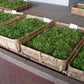 Matcha Powder Organic
